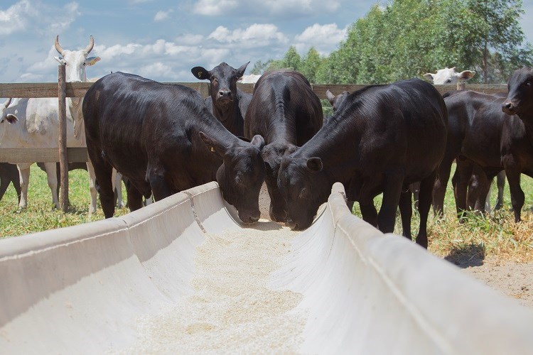 Cow-calf beef Farm